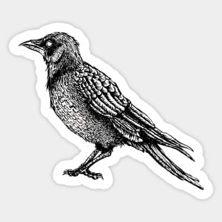 Raven Black And White Horror Gothic Ink Drawing Sticker